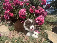 Virginia , a female Miniature Australian Shepherd for sale in Winston-Salem, NC – 1 of 10