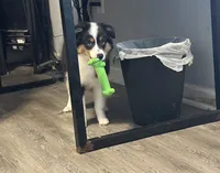 Blue Eyed Abby, a female Toy Australian Shepherd for sale in Winston-Salem, NC – 4 of 6