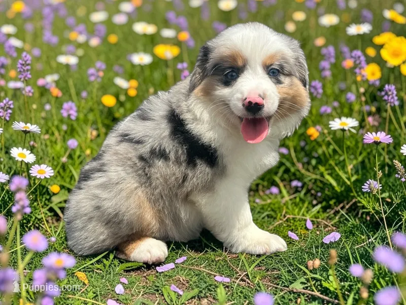 Pablo – Toy Australian Shepherd puppy for sale in Winston-Salem, NC