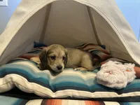Holly Hobby, a female Miniature Dachshund for sale in Winston-Salem, NC – 9 of 10