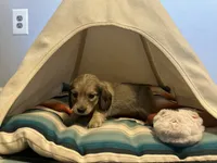 Barbie, a female Miniature Dachshund for sale in Winston-Salem, NC – 5 of 10