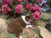 Virginia , a female Miniature Australian Shepherd for sale in Winston-Salem, NC – 5 of 10