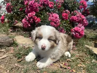 Kentucky , a male Miniature Australian Shepherd for sale in Winston-Salem, NC – 6 of 10