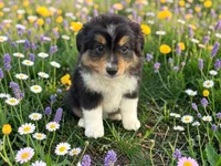 Pepe, a male Toy Australian Shepherd for sale in Winston-Salem, NC – 7 of 9