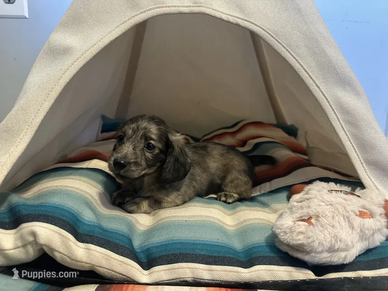 Marbles  – Miniature Dachshund puppy for sale in Winston-Salem, NC