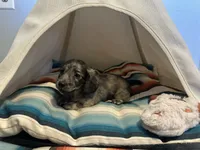 Marbles , a female Miniature Dachshund for sale in Winston-Salem, NC – 1 of 10
