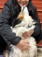 Faith, a female Miniature Australian Shepherd for sale in Winston-Salem, NC – 5 of 6