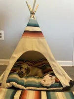 Holly Hobby, a female Miniature Dachshund for sale in Winston-Salem, NC – 7 of 10