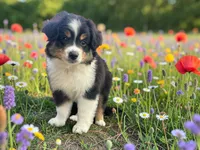 Pewee, a male Toy Australian Shepherd for sale in Winston-Salem, NC – 3 of 8