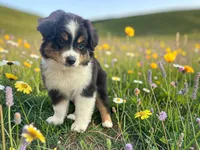 Pewee, a male Toy Australian Shepherd for sale in Winston-Salem, NC – 2 of 8