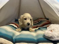 Jax, a male Miniature Dachshund for sale in Winston-Salem, NC – 2 of 10