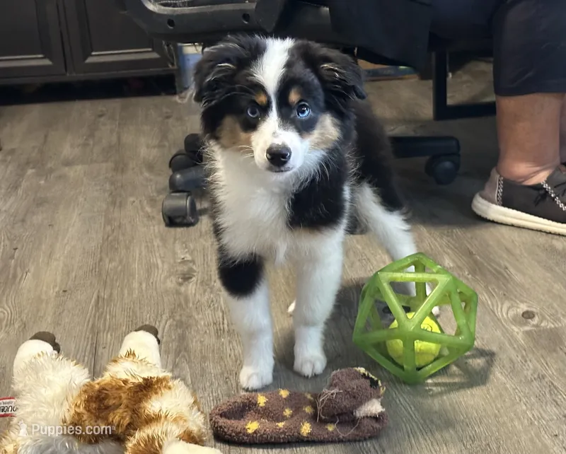 Blue Eyed Abby – Toy Australian Shepherd puppy for sale in Winston-Salem, NC