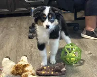 Blue Eyed Abby, a female Toy Australian Shepherd for sale in Winston-Salem, NC – 1 of 6