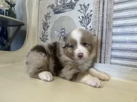 Montana , a male Miniature Australian Shepherd for sale in Winston-Salem, NC – 7 of 10