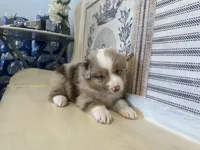 Montana , a male Miniature Australian Shepherd for sale in Winston-Salem, NC – 10 of 10