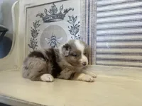 Montana , a male Miniature Australian Shepherd for sale in Winston-Salem, NC – 5 of 10