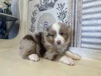 Montana , a male Miniature Australian Shepherd for sale in Winston-Salem, NC – 2 of 10