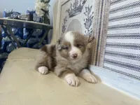 Montana , a male Miniature Australian Shepherd for sale in Winston-Salem, NC – 9 of 10
