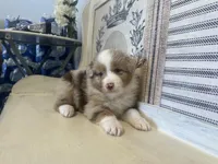 Montana , a male Miniature Australian Shepherd for sale in Winston-Salem, NC – 8 of 10