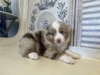 Montana , a male Miniature Australian Shepherd for sale in Winston-Salem, NC – 6 of 10