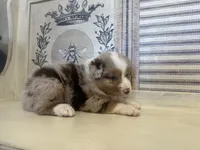 Montana , a male Miniature Australian Shepherd for sale in Winston-Salem, NC – 4 of 10