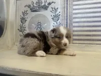 Montana , a male Miniature Australian Shepherd for sale in Winston-Salem, NC – 3 of 10