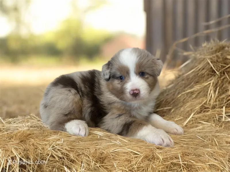 Montana  – Miniature Australian Shepherd puppy for sale in Winston-Salem, NC