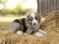 Montana , a male Miniature Australian Shepherd for sale in Winston-Salem, NC – 1 of 10