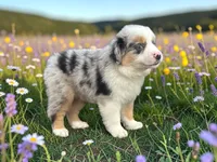 Pablo, a male Toy Australian Shepherd for sale in Winston-Salem, NC – 8 of 8
