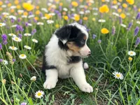 Penelope, a female Toy Australian Shepherd for sale in Winston-Salem, NC – 10 of 10