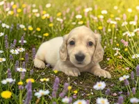 Anna, a female Miniature Dachshund for sale in Winston-Salem, NC – 3 of 6