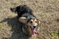 Desi, a male Dachshund for sale in Winston-Salem, NC – 3 of 5