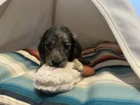 Marbles , a female Miniature Dachshund for sale in Winston-Salem, NC – 8 of 10
