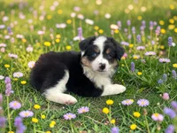 Penelope, a female Toy Australian Shepherd for sale in Winston-Salem, NC – 6 of 10