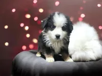 processed/68a5c425-1b82-4d37-8fd7-5d4036177083/listing/376d6a87-417a-4bca-94d0-ad29cf1b1635/692308b8-e819-4d60-a4d8-27401e3a8e48