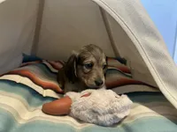 Slinky, a male Miniature Dachshund for sale in Winston-Salem, NC – 4 of 8