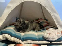 Marbles , a female Miniature Dachshund for sale in Winston-Salem, NC – 6 of 10