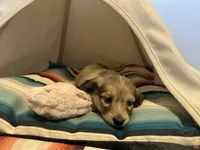 Barbie, a female Miniature Dachshund for sale in Winston-Salem, NC – 6 of 10