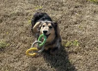 Desi, a male Dachshund for sale in Winston-Salem, NC – 4 of 5