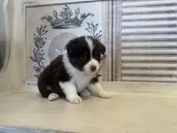 Virginia , a female Miniature Australian Shepherd for sale in Winston-Salem, NC – 4 of 10