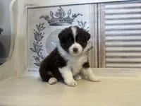 Virginia , a female Miniature Australian Shepherd for sale in Winston-Salem, NC – 8 of 10
