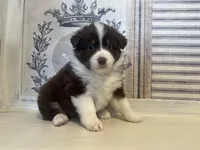 Virginia , a female Miniature Australian Shepherd for sale in Winston-Salem, NC – 7 of 10