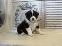 Virginia , a female Miniature Australian Shepherd for sale in Winston-Salem, NC – 2 of 10