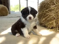 Virginia , a female Miniature Australian Shepherd for sale in Winston-Salem, NC – 1 of 10
