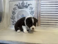 Virginia , a female Miniature Australian Shepherd for sale in Winston-Salem, NC – 5 of 10