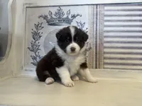 Virginia , a female Miniature Australian Shepherd for sale in Winston-Salem, NC – 10 of 10