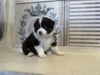 Virginia , a female Miniature Australian Shepherd for sale in Winston-Salem, NC – 6 of 10