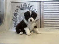 Virginia , a female Miniature Australian Shepherd for sale in Winston-Salem, NC – 9 of 10