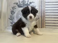 Virginia , a female Miniature Australian Shepherd for sale in Winston-Salem, NC – 3 of 10