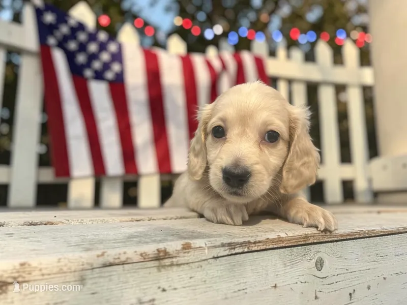 Anna – Miniature Dachshund puppy for sale in Winston-Salem, NC
